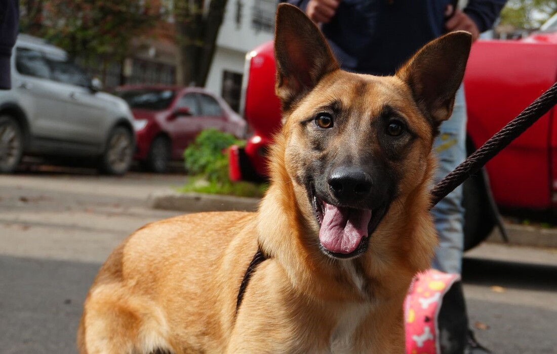 Perro en un entorno exterior, captado en primer plano, como parte de una campaña de protección y bienestar animal.